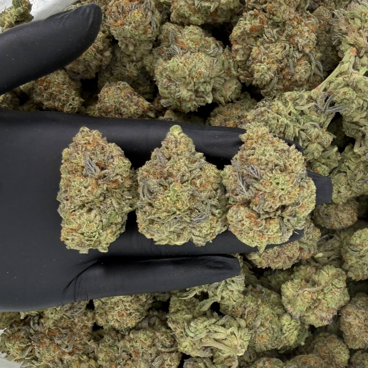 Kinglato 