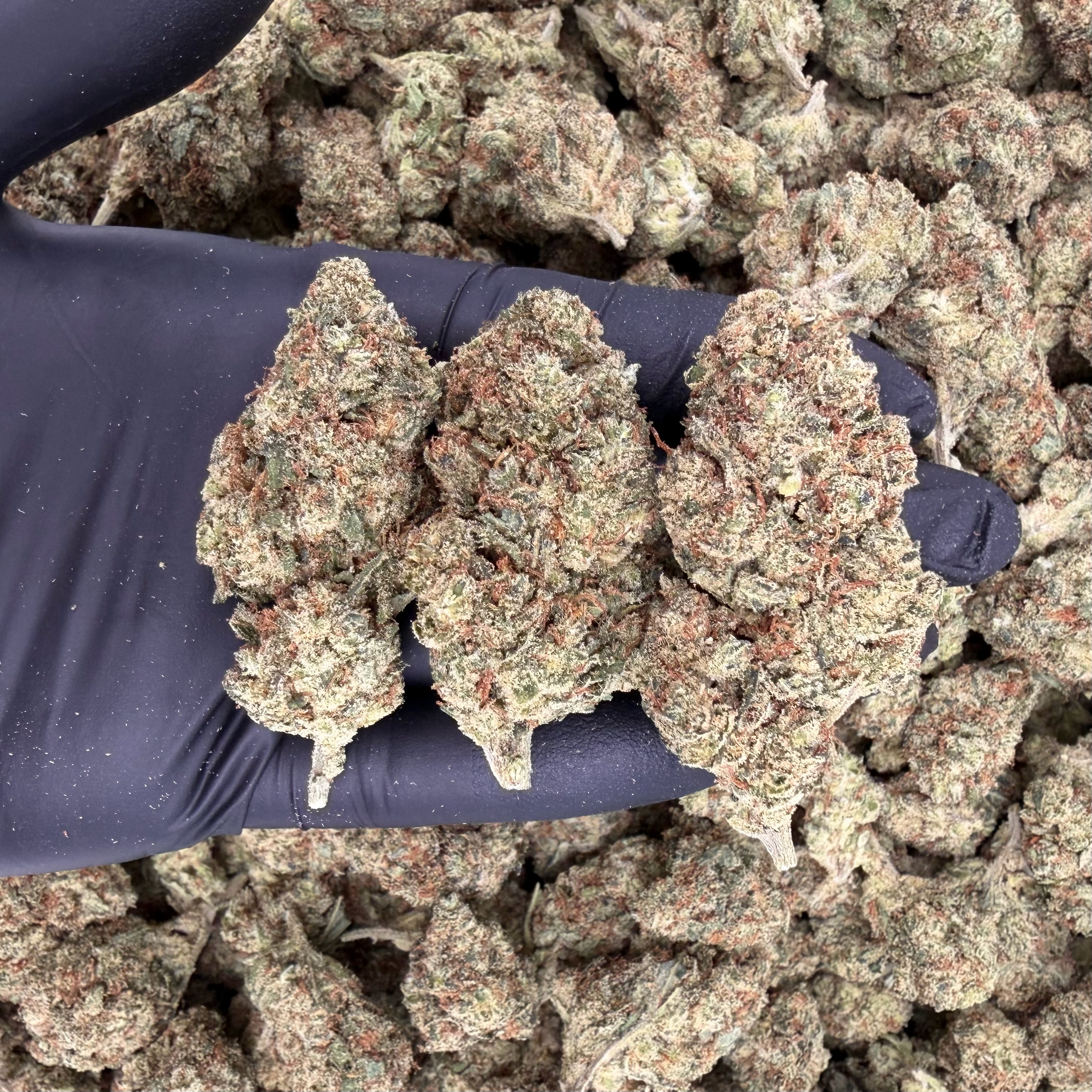 Lilac Diesel